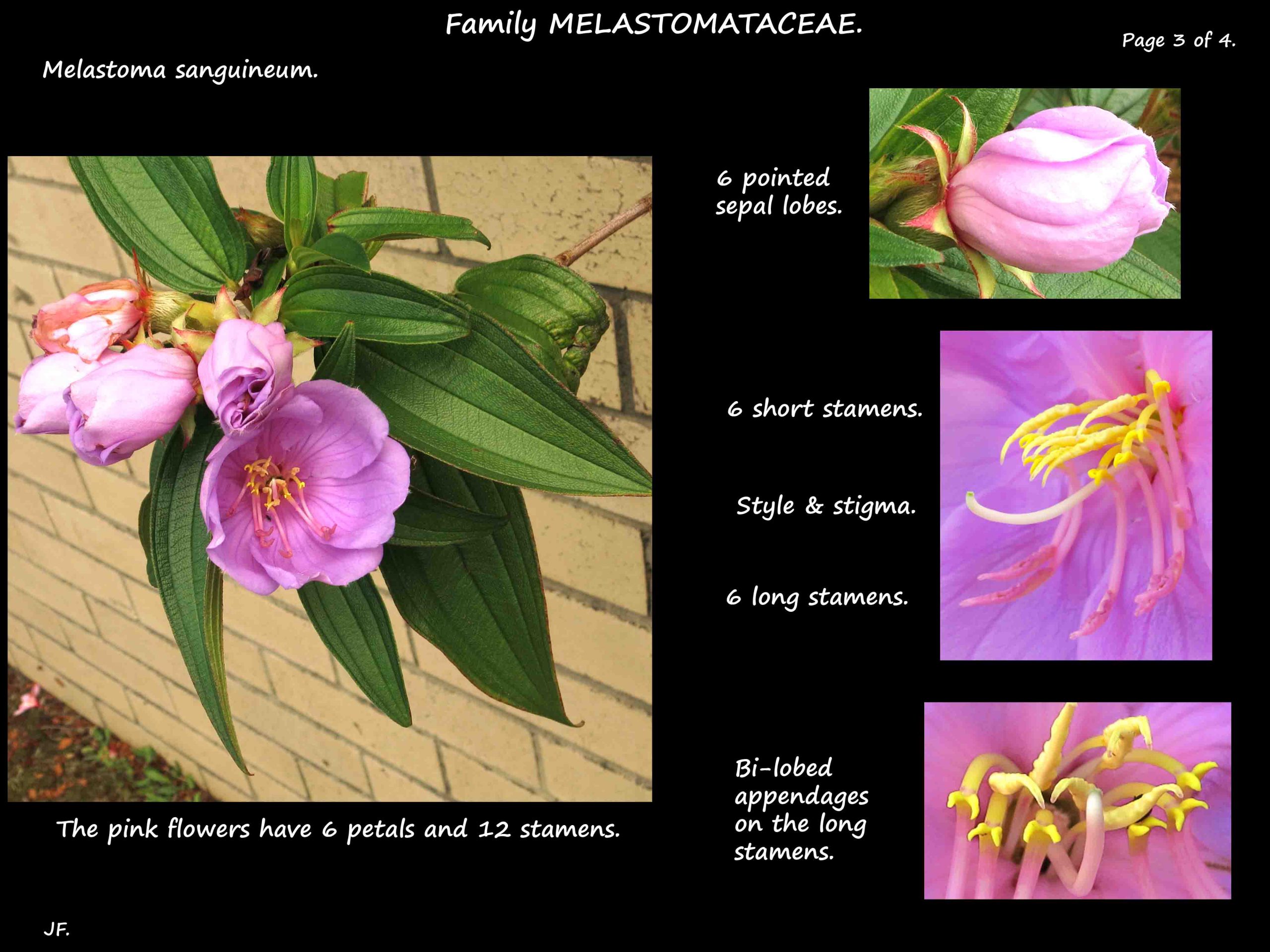 3 Melastoma sanguineum flowers